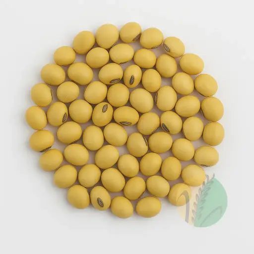 Soybean GMO