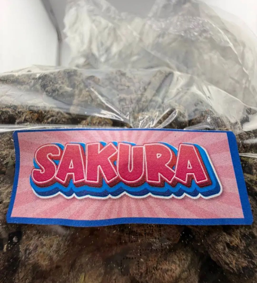 Sakura strain