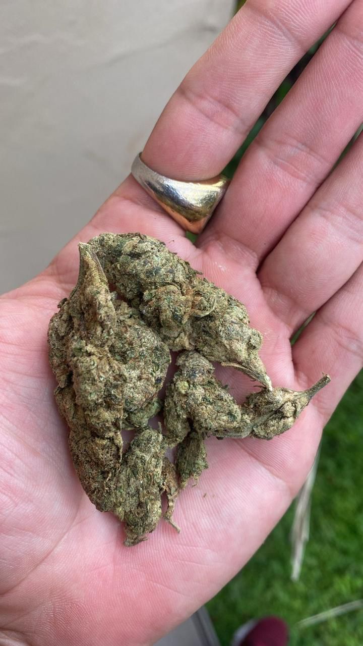 GreenCrack