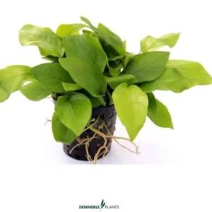 Anubias nana ‘Gold’