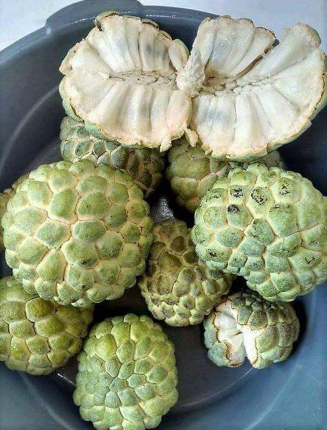 Chirimoya
