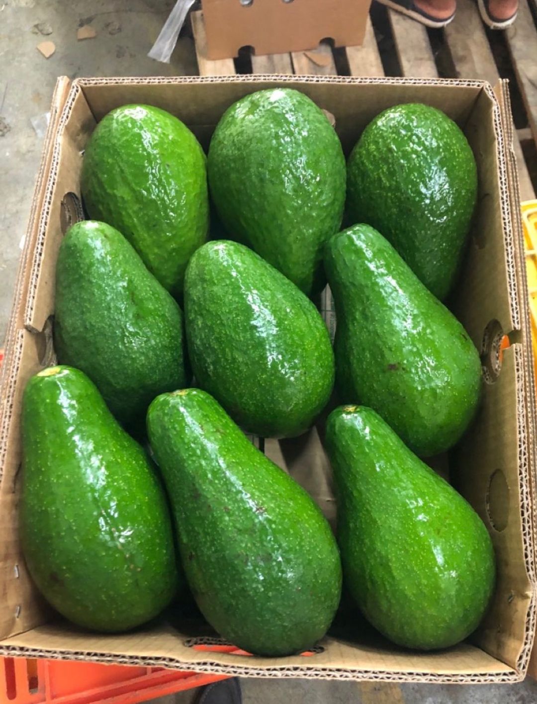 Aguacates 