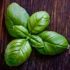 Italian Sweet Basil 