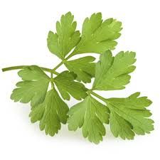 Italian Flatleaf Parsley 