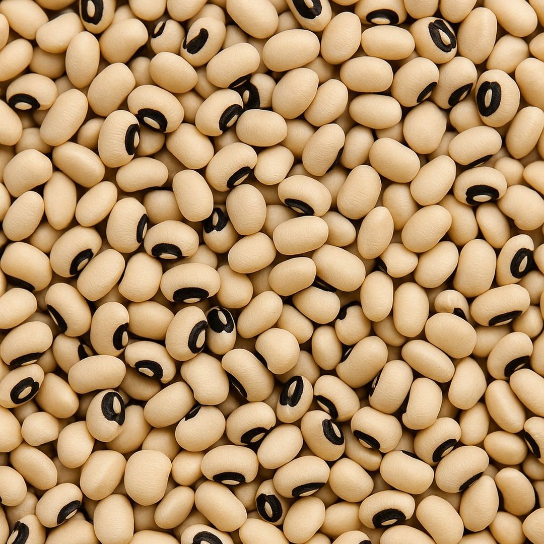 Haricot blanc