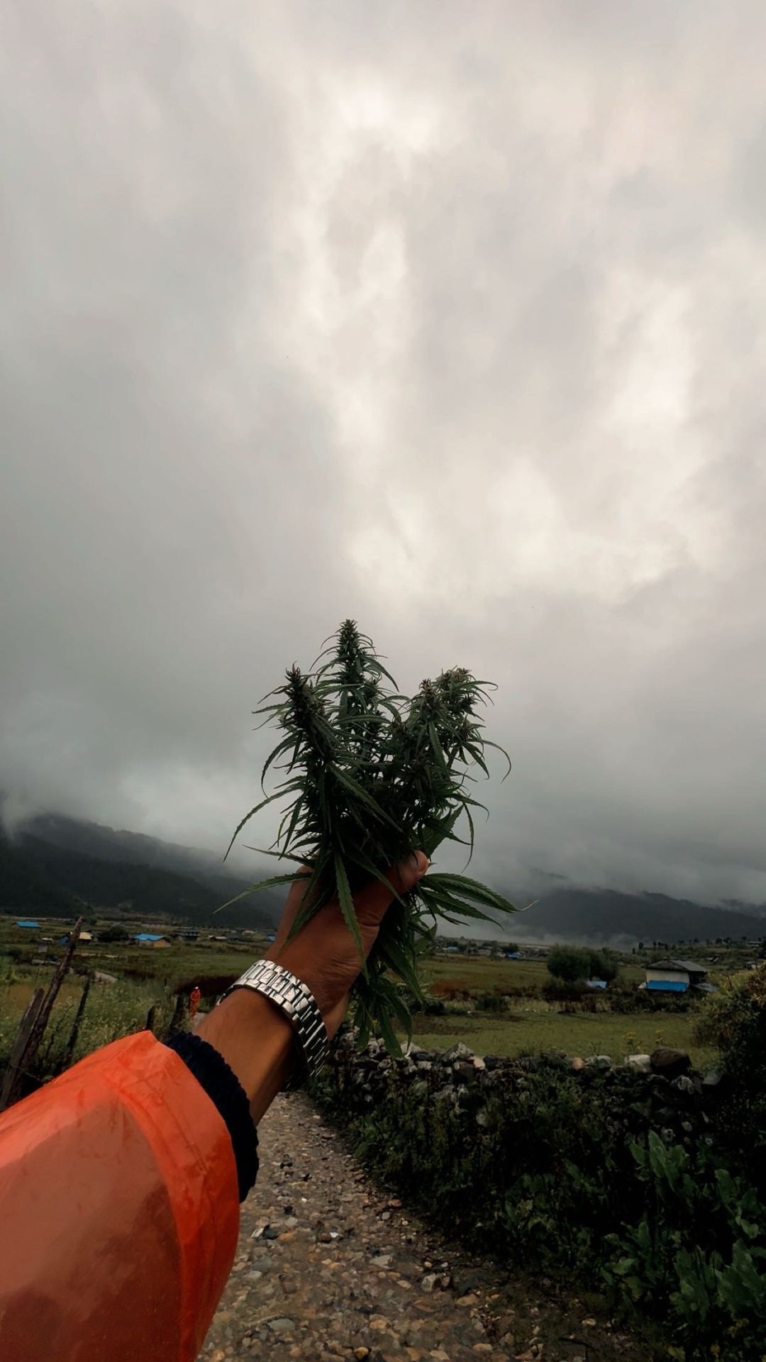 Tihar