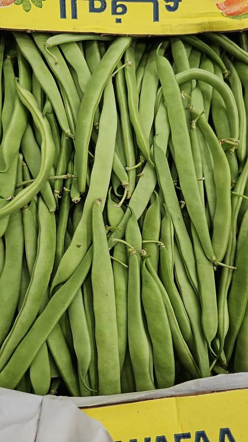 MPS41-Haricot vert liban  لوبيا من لبنان 