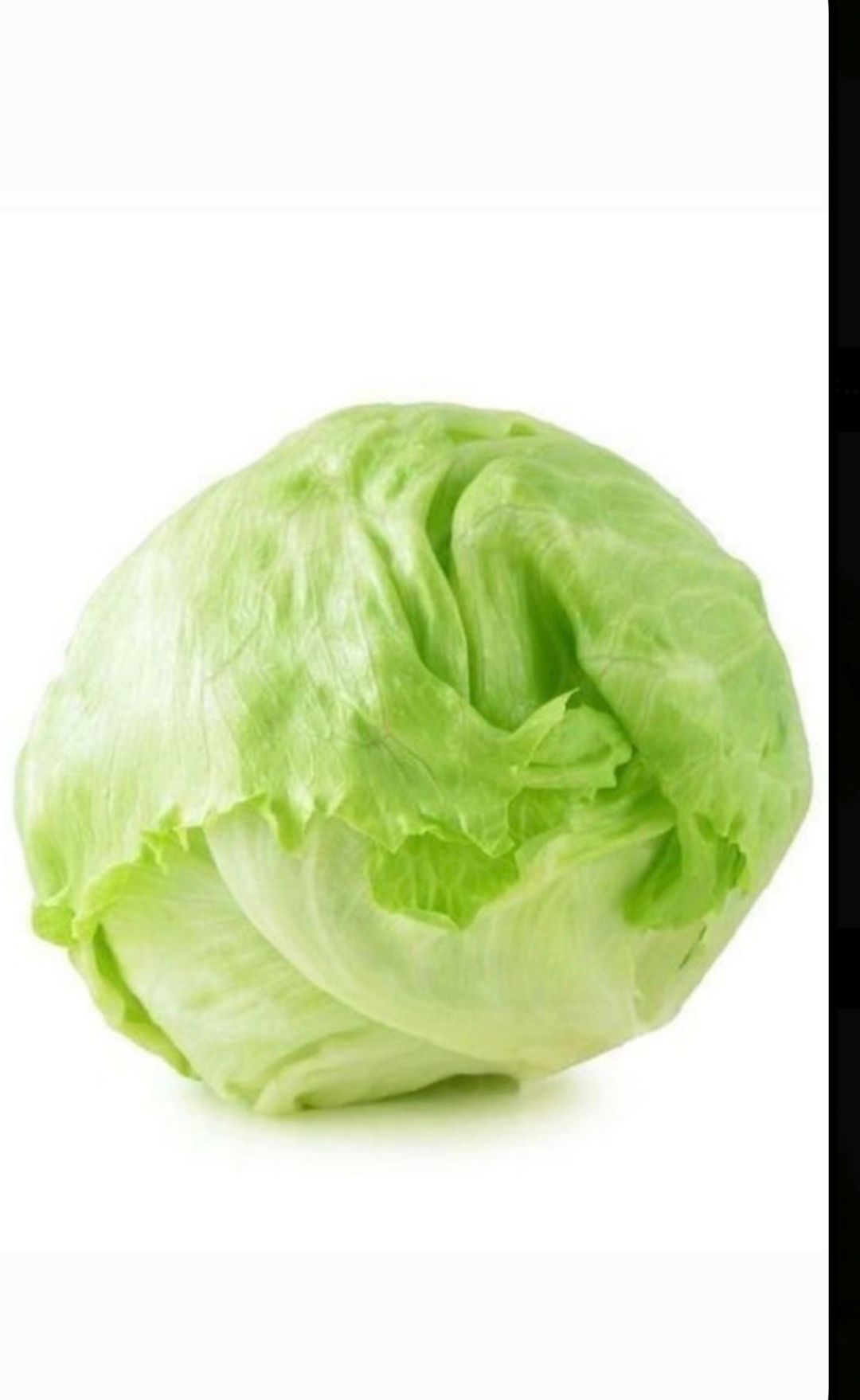 Lechuga Iceberg