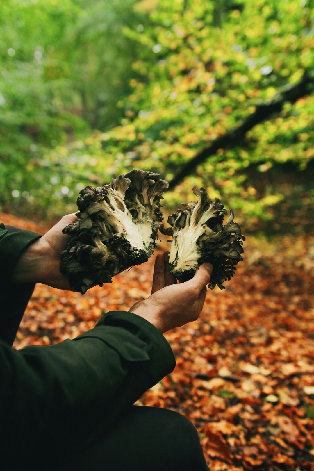 Paddestoelen - maitake 