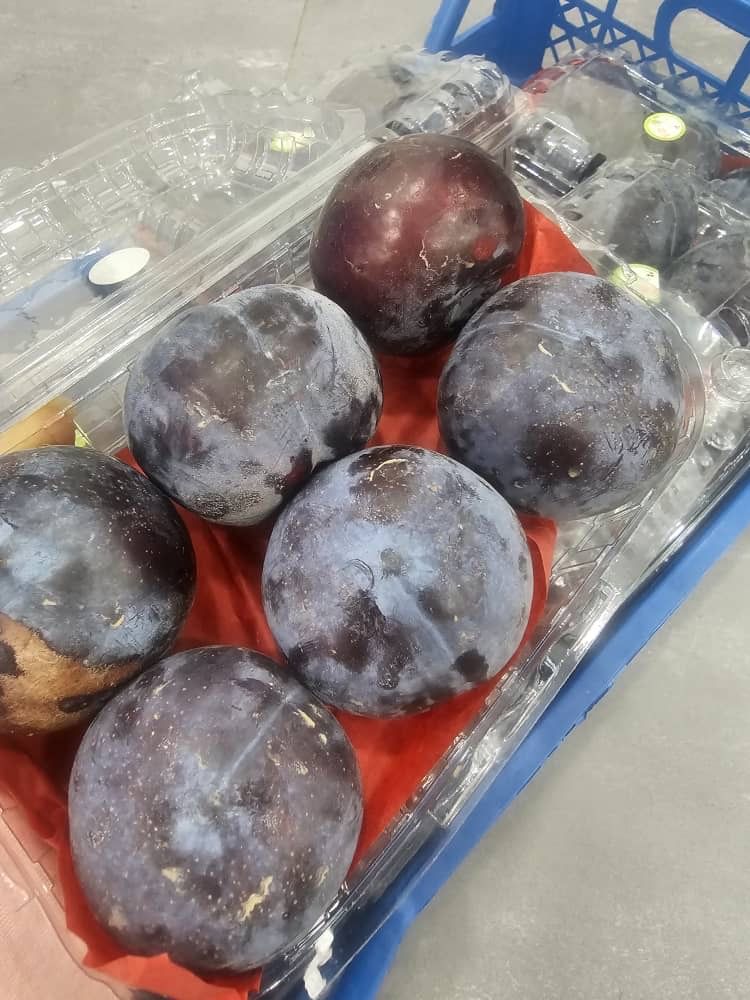 MPS65- Prune خوخ 