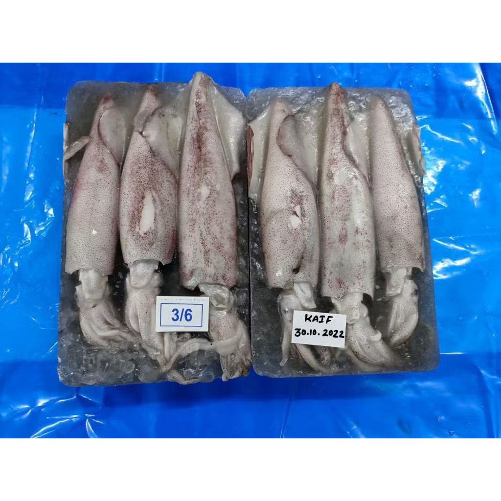 FROZEN SOTONG ( 2KG )  SIZE ( 20/40 , 10/20 , 6/10,  3/6 )