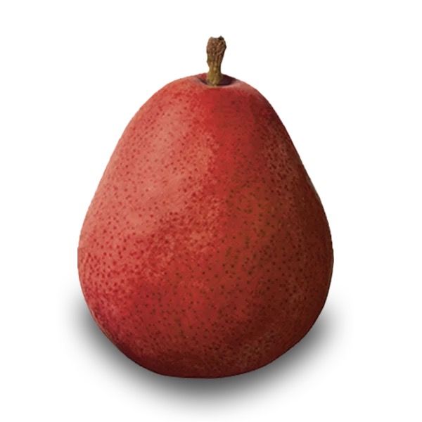 Red Danjou Pear