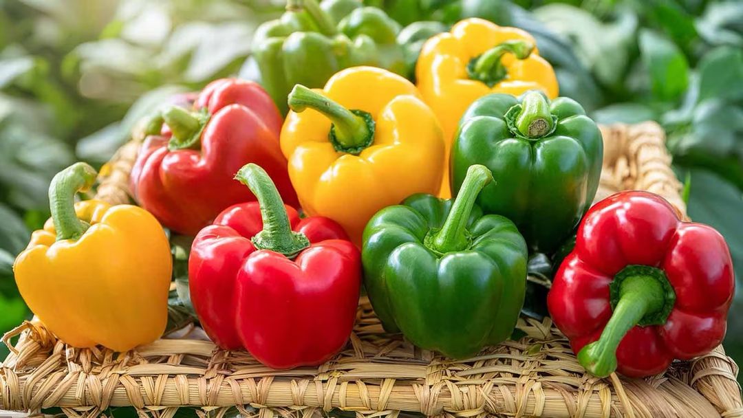 Bell Peppers
