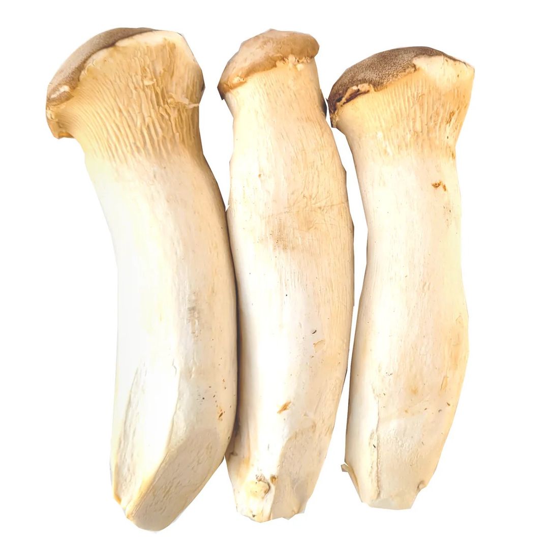 King Trumpet Mushroom