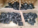 Premium Black Australorp Chicks