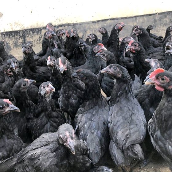 Point of lay Chickens