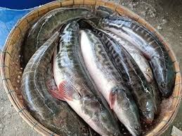 ត្រីរស់