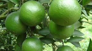 ផ្លែក្រូចពោធិសាត់