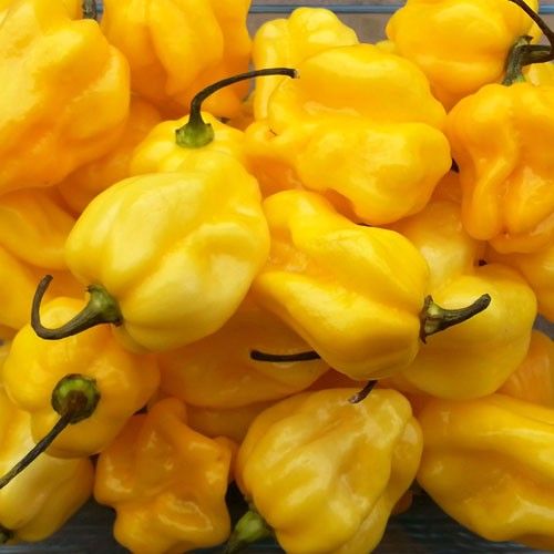 Piment Jaune (250g)