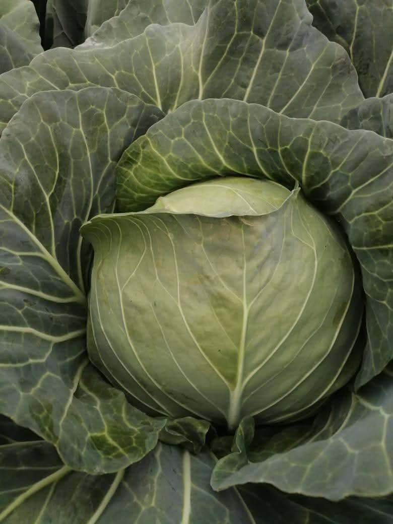 Cabbage/Head