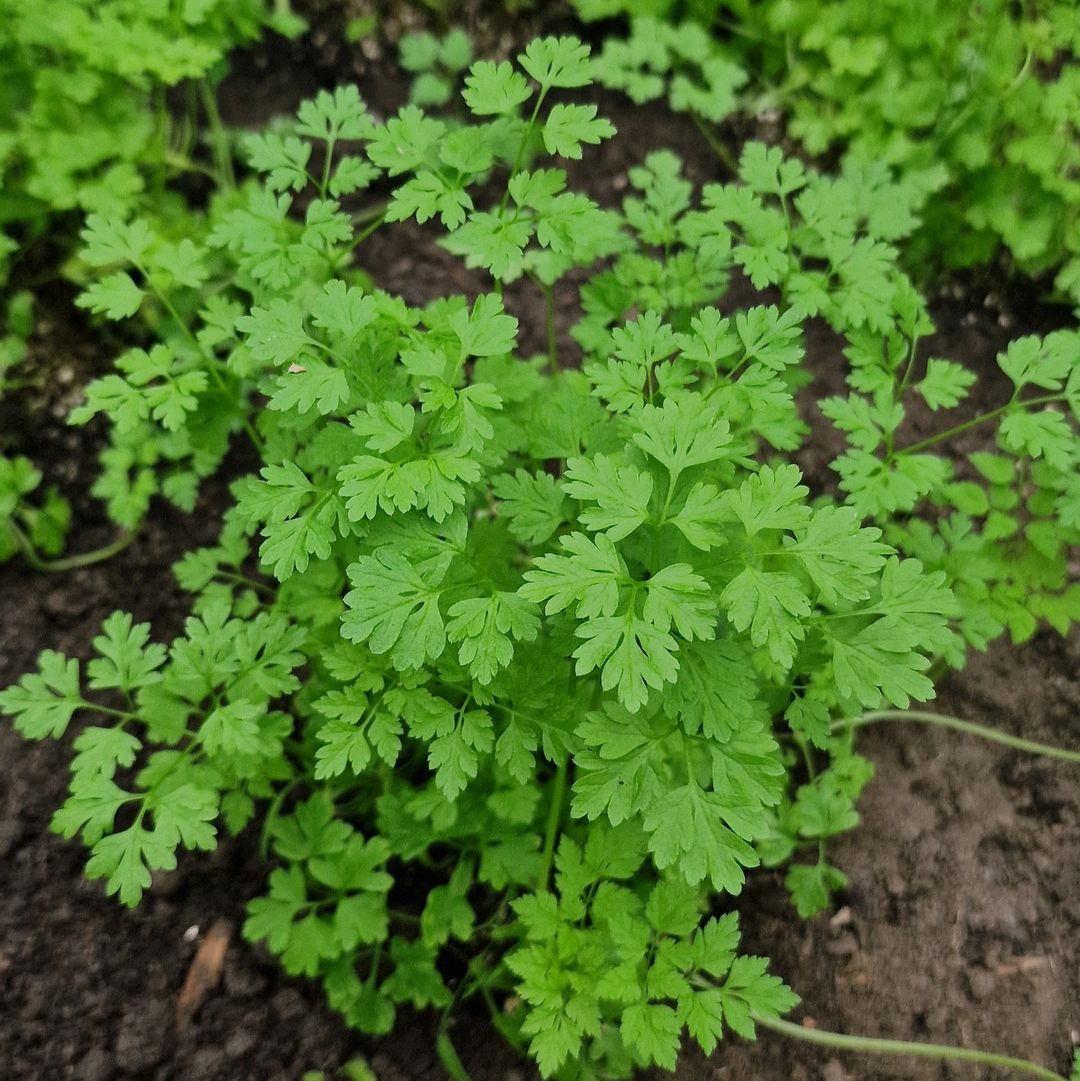 Kervel / Chervil 