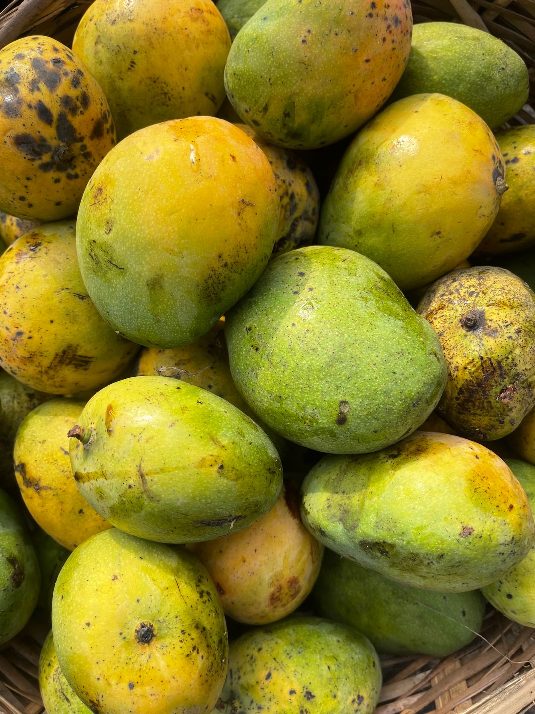 Ogbomosho Mangoes 1