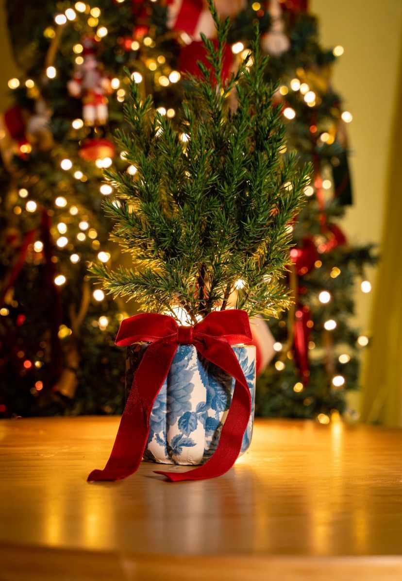 Pino navideño en macetero flora 4" azul