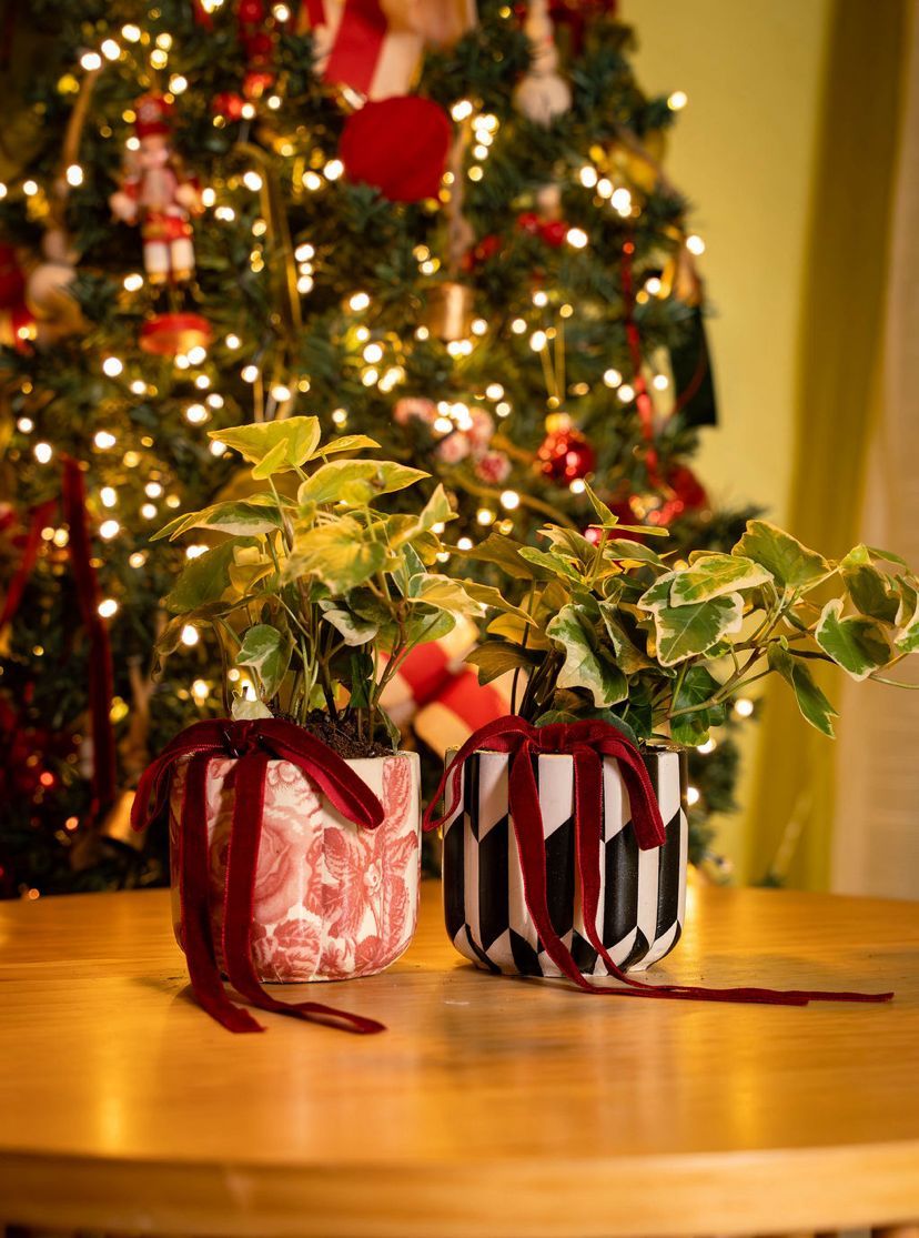 Hiedras variegadas macetero flora 4"