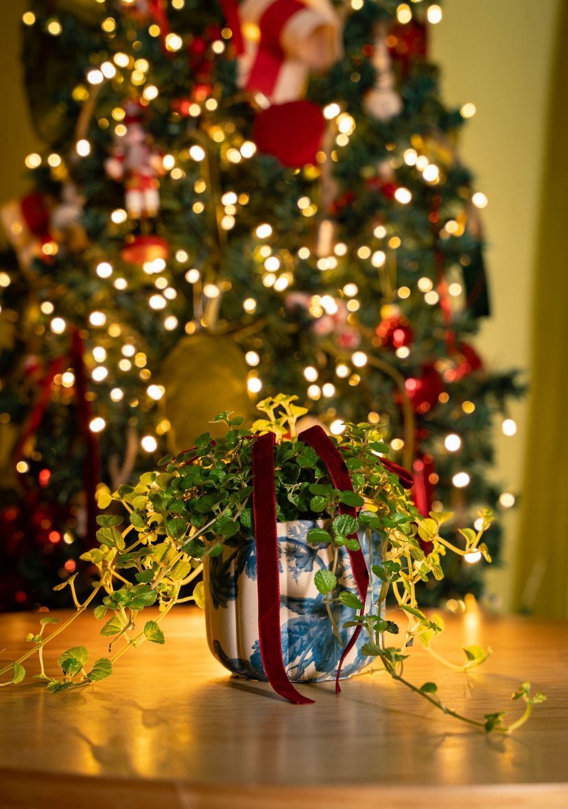 Orejitas de ratón macetero flora 4"