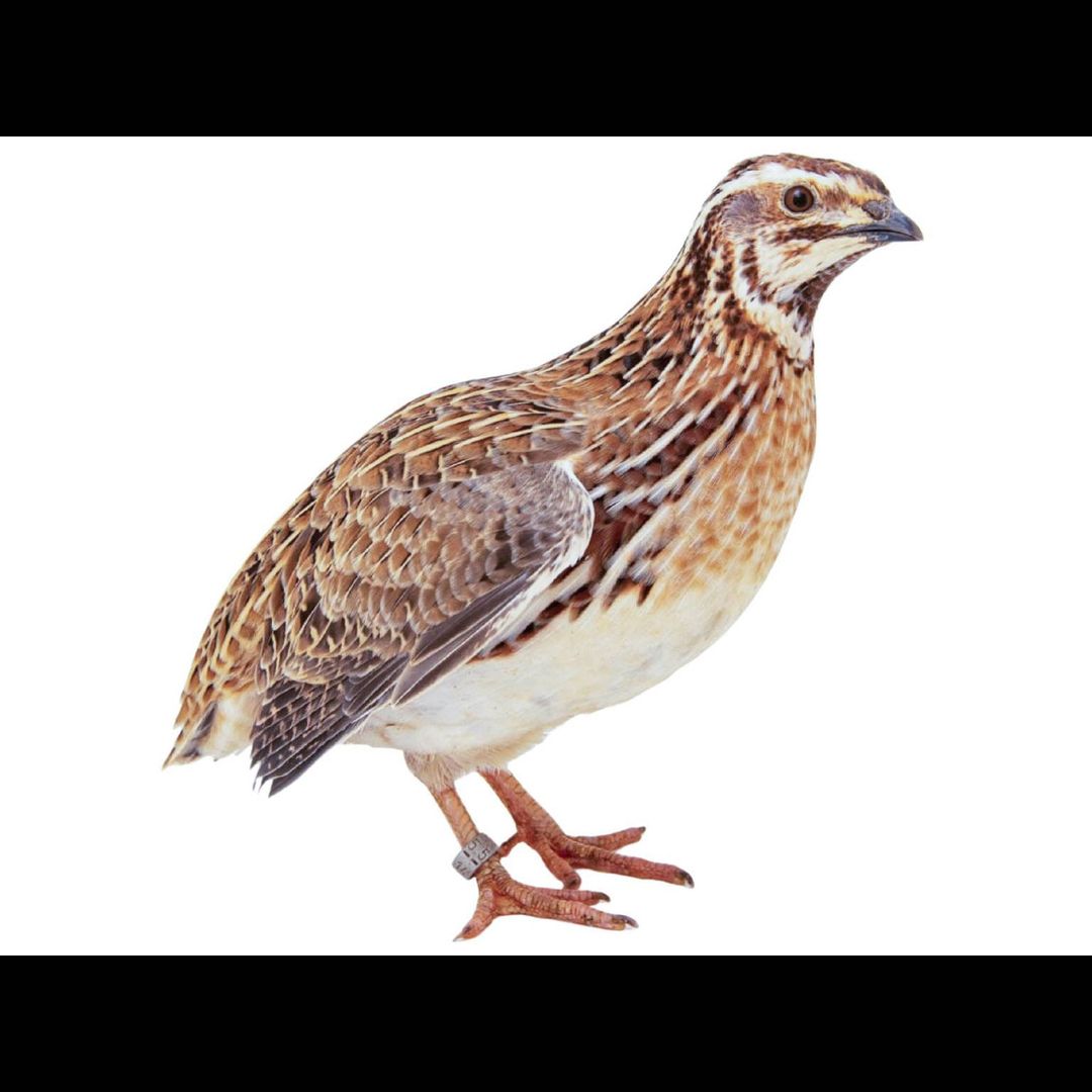 Quail/ Kadai/ Kauju Pitta/ kaada/ Gavujuga 1Kg  حلال🔴