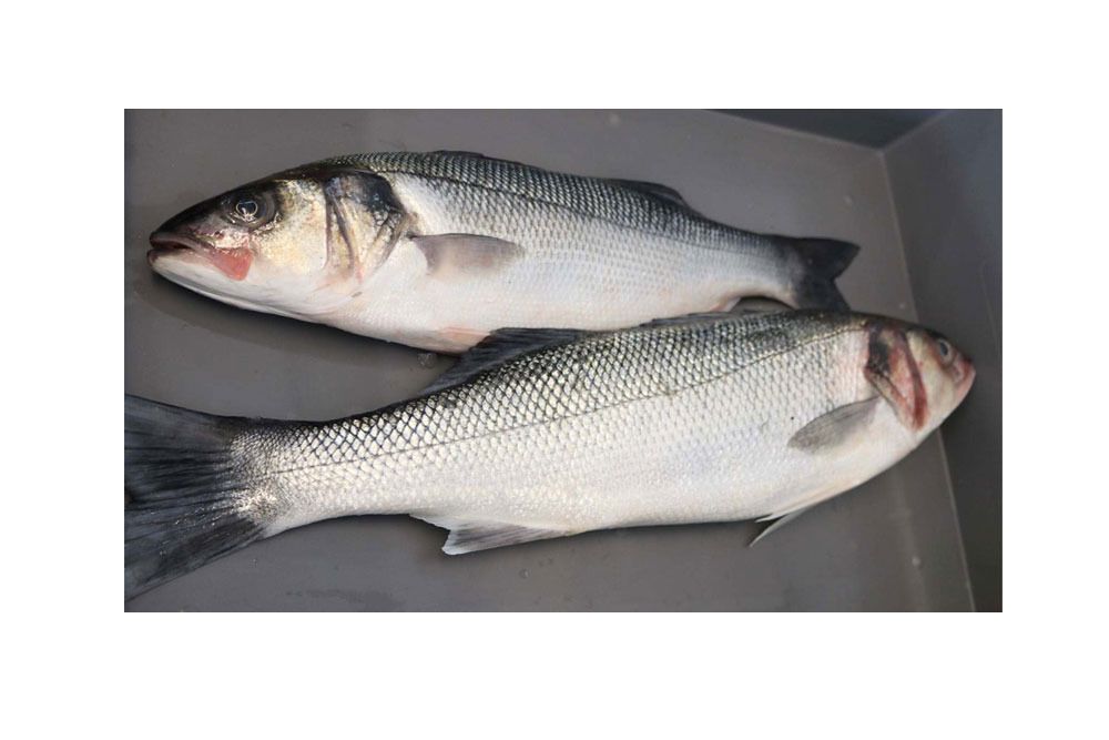 Barramundi or Sea Bass/ Koduva/ Kadal Mane