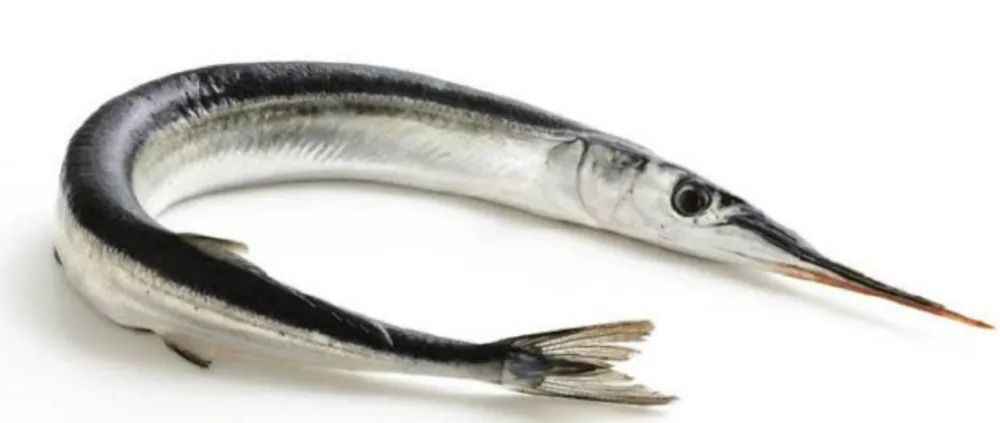 Gar Fish or Pipefish/ Mural meen/ Kalinga/ Kolaan