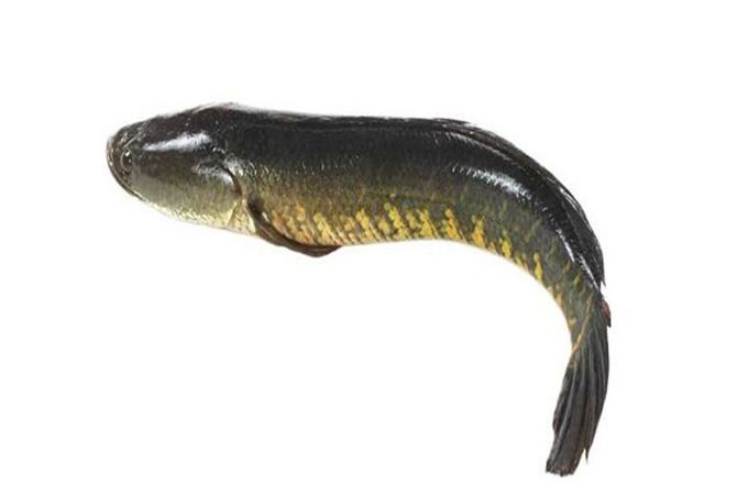 Indian Sole Fish/ Naaku meen/ Maanthal/ Nangu