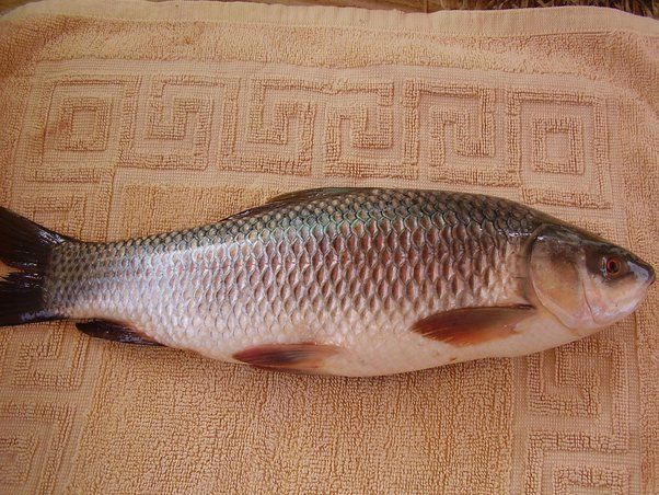 Carp/ Rohu/ Mekhala