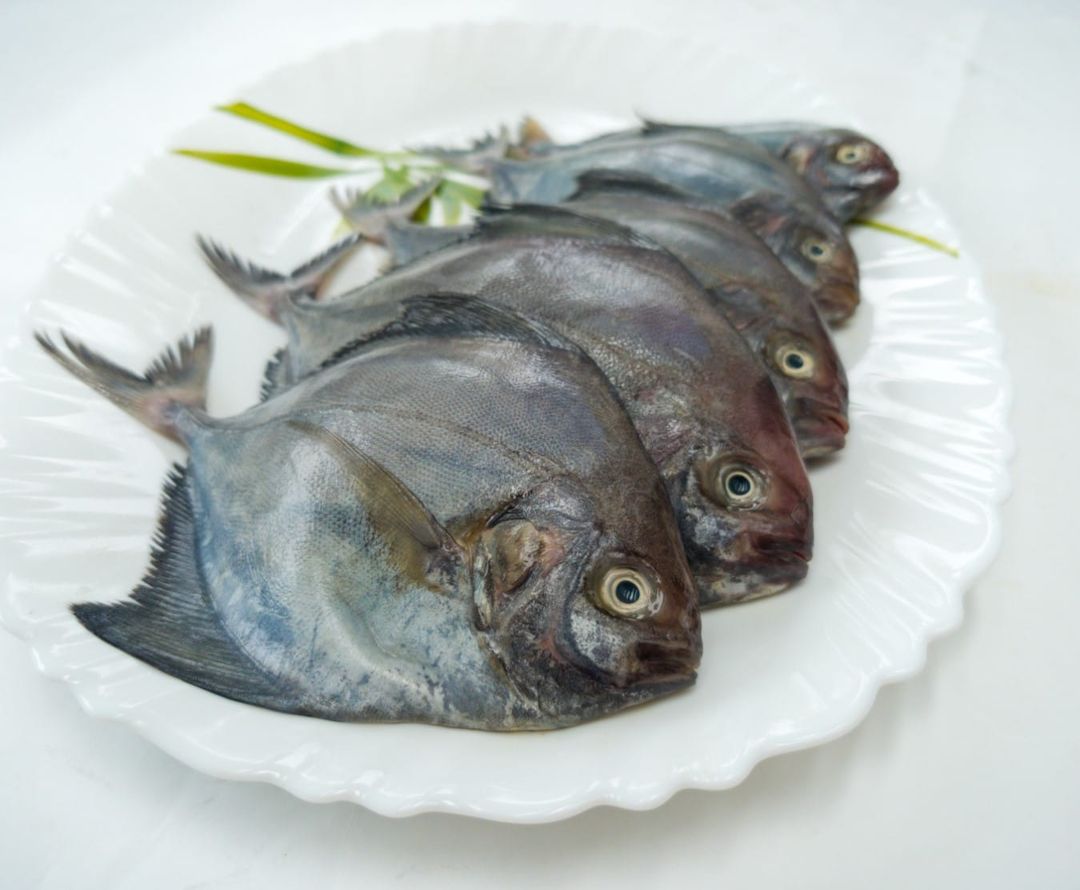 Black Pomfret/ Karuppu Vavval/ Karutha Avoli/ Nalla Chanduva/ Tondaroṭṭe