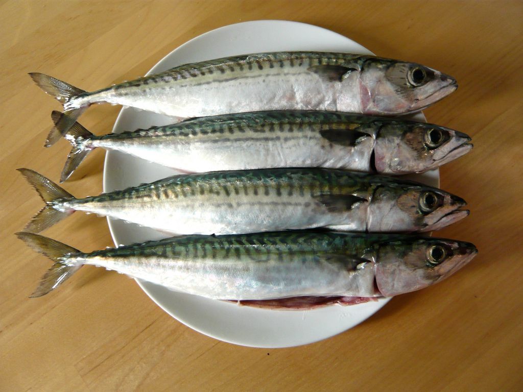 Maquereau 