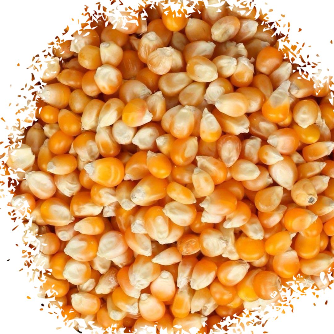 Popcorn kernels ذره بوشار