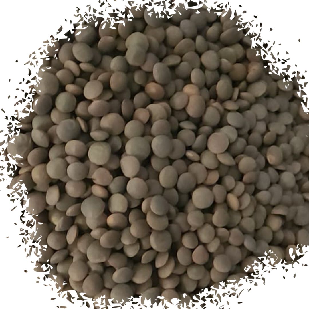 Brown lentis عدس غامق