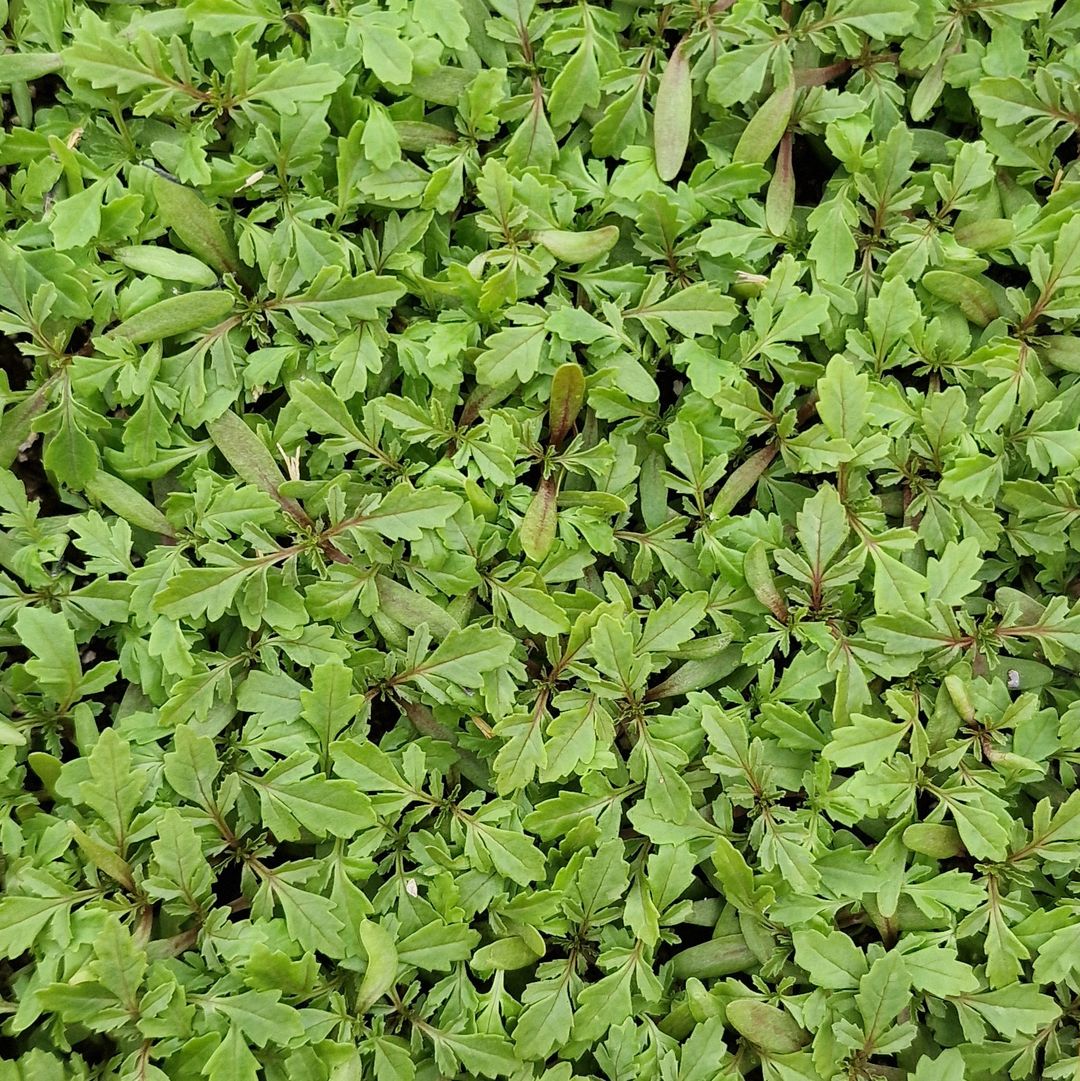 Afrikaantjes Babyleaf