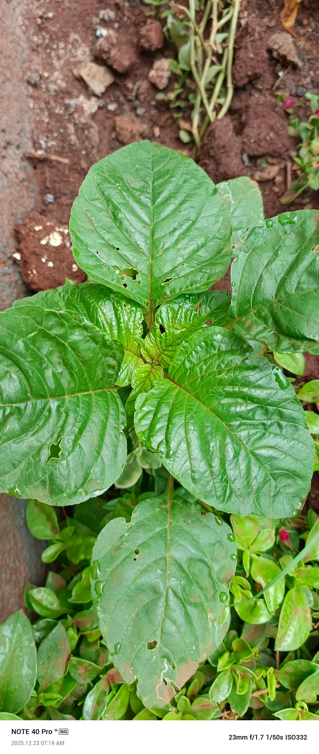 Terere (bhajee) per bunch approx 150g