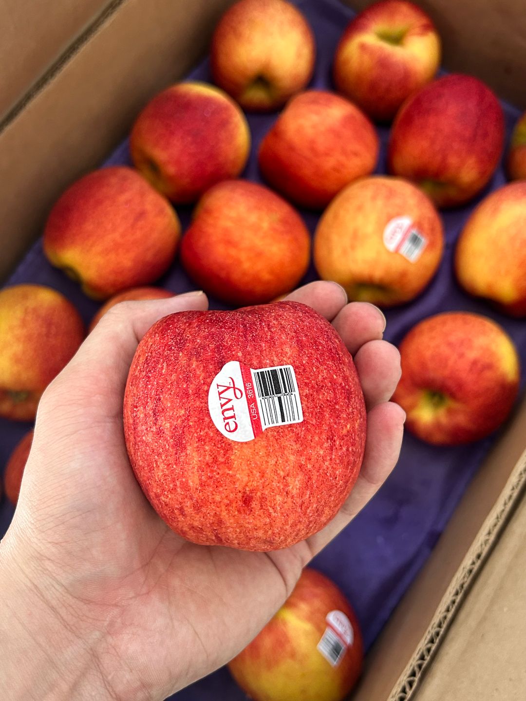 5 x USA Envy Apple L