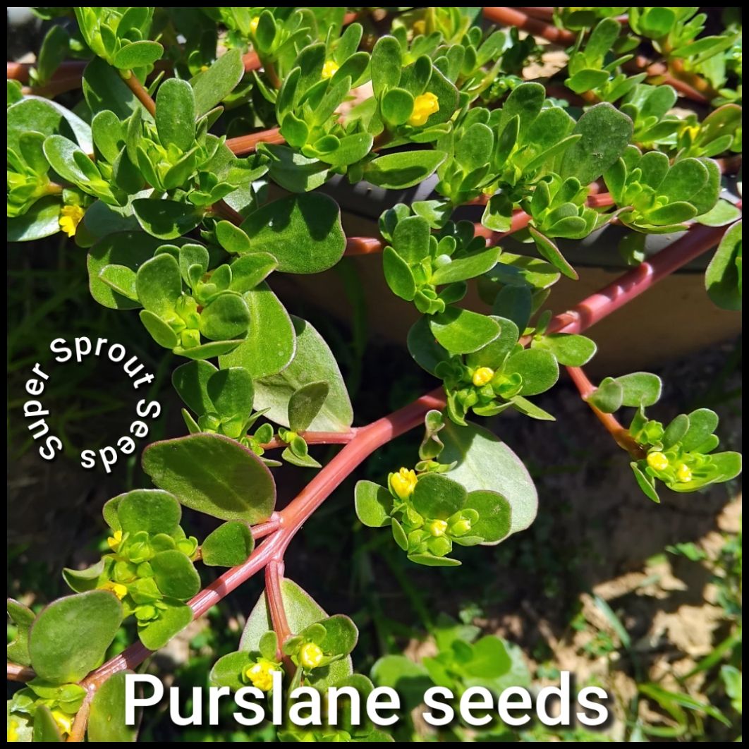 🌿PURSLANE🌿 x 100 seeds