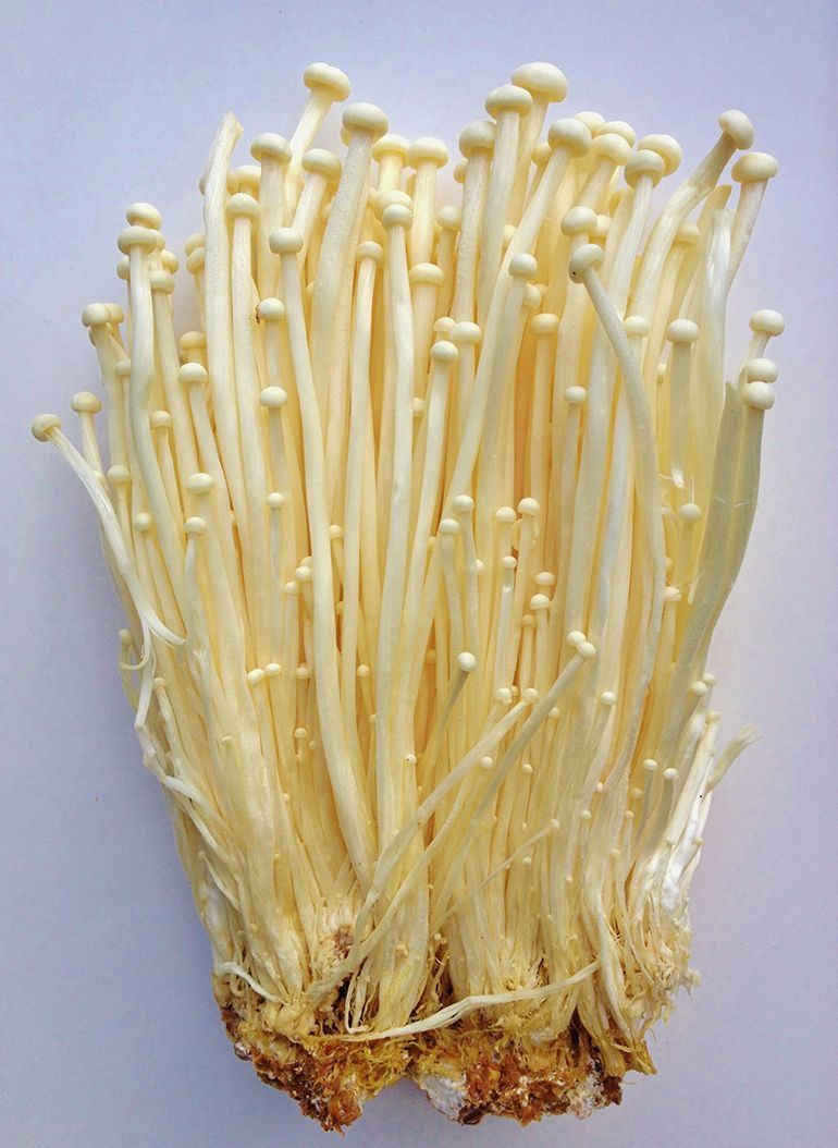 Hongos Enoki