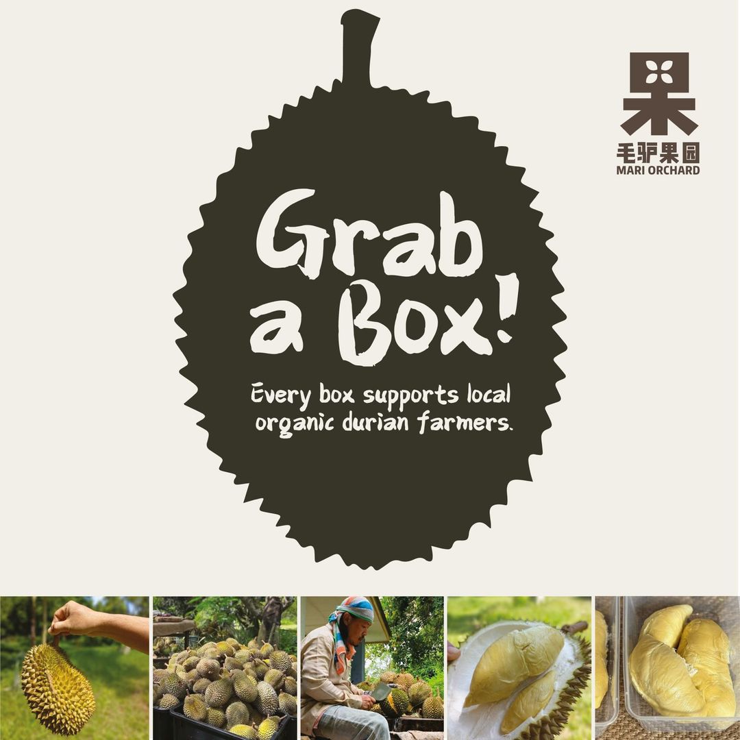 **Mari Orchard 💚 Organic Durian Runtuh! 💚 有机榴莲季来啦**