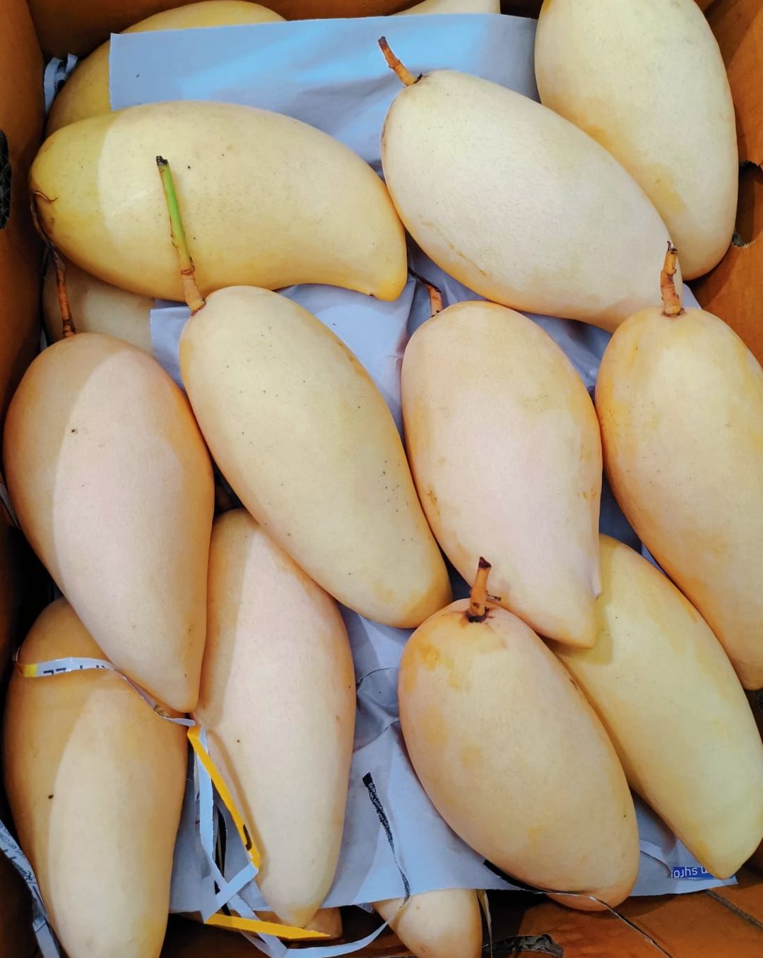 Thailand Honey Mango