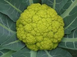 Bròquil Verd (temprar) 