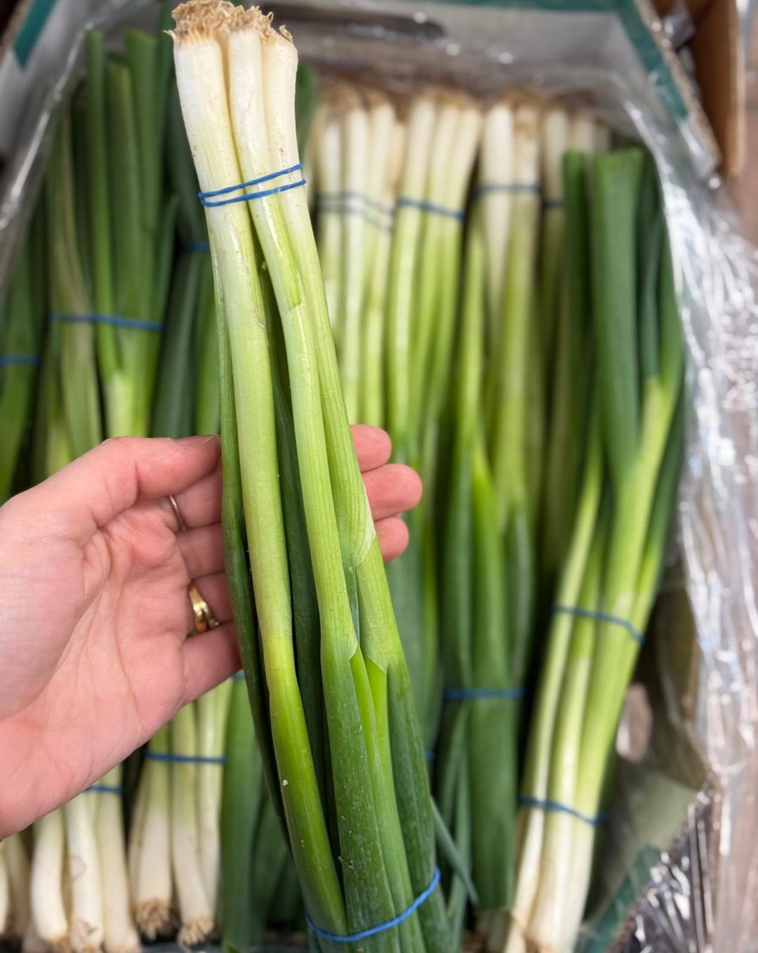 بصل أخضر | Lauchzwiebel