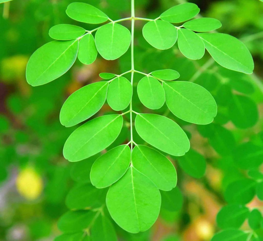 moringa