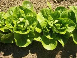 Enciam Cabdells (cogollo)