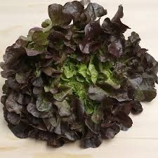 Enciam Fulla de Roure Vermell